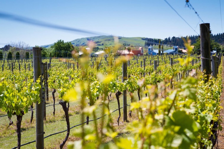Margrain Vineyard
